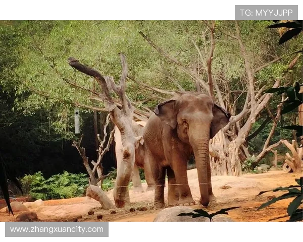赫伊森社交平台分享近距离接触之旅温馨探访动物园与大象亲密互动